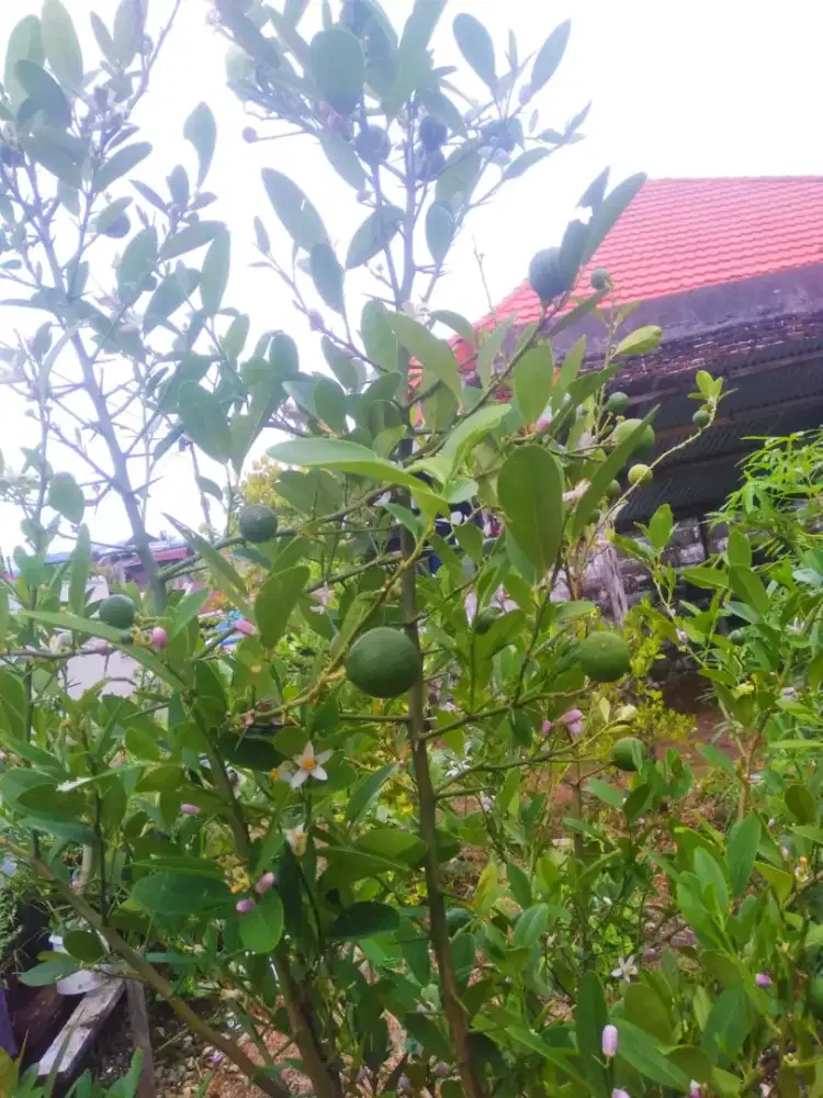 Lowongan ART dari Jabar/ Jateng untuk Rumah Kos di Sumatra