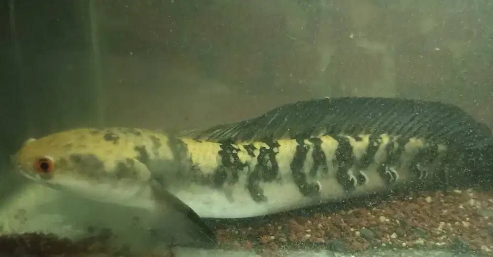 Jual bosan Channa (borongan)