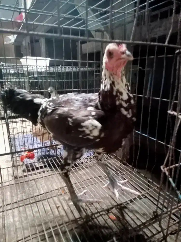 Ayam betina blasteran