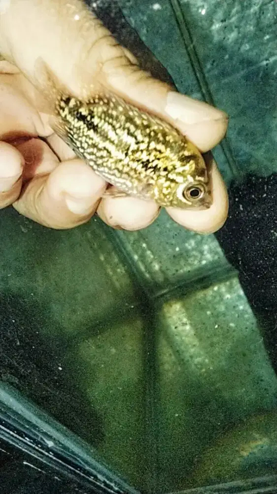 Louhan kamfa f2 thailand