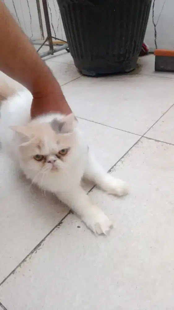 Kucing anakan flenose