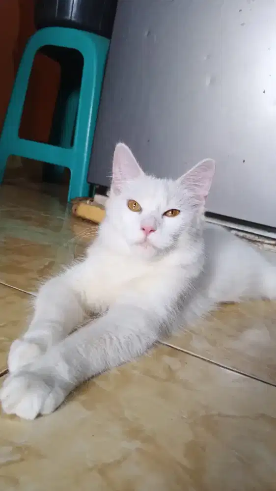 Kucing Persia Miz maencoon