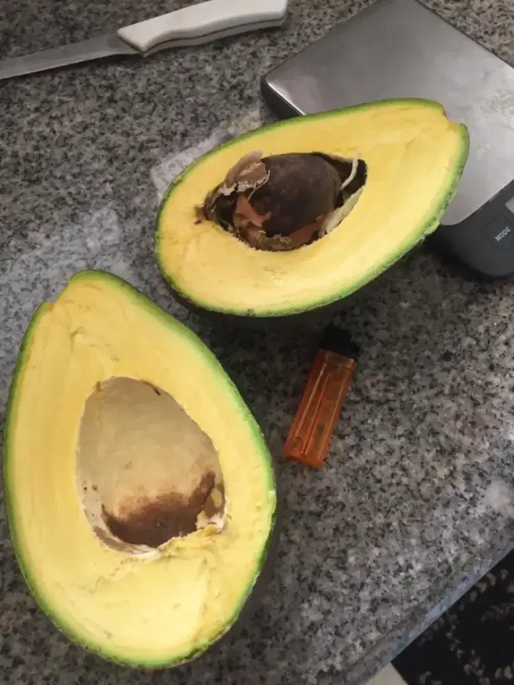 JUAL Pokat Mentega Super Pulen Panen Pohan Sendiri