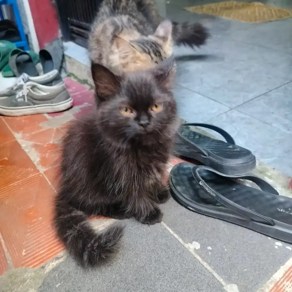 Kucing Persia umur 3 bulan
