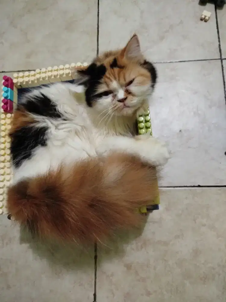 Kucing peak nose betina