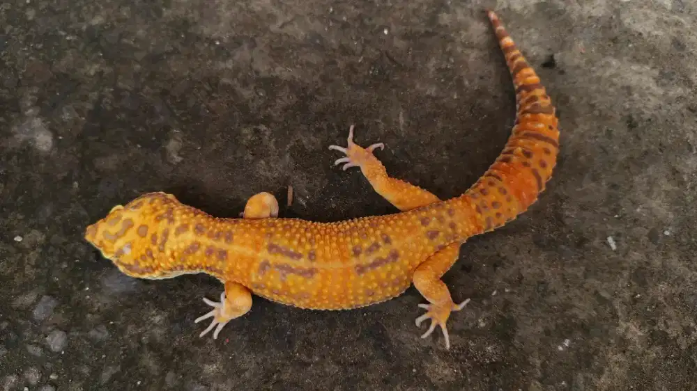 [1]Tremper Emerine - Jantan Jumbo