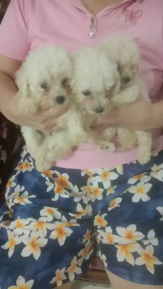 Poodle white best quality