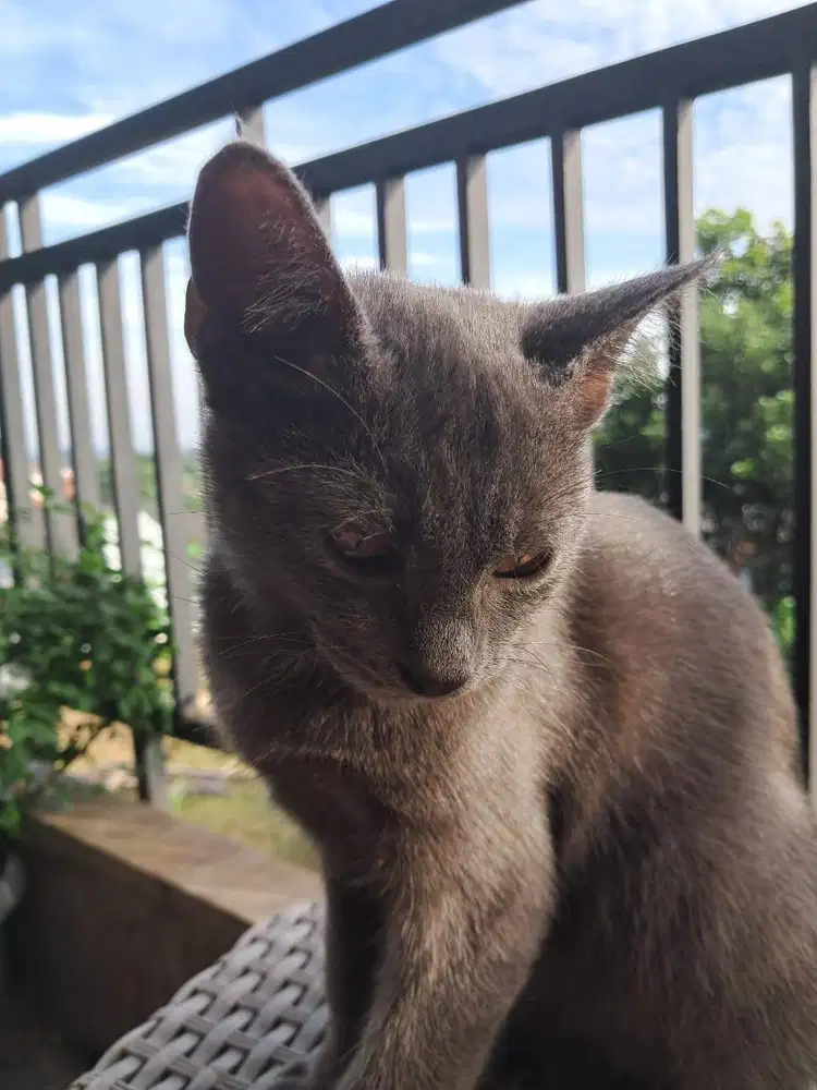 Scottish straight shorthair