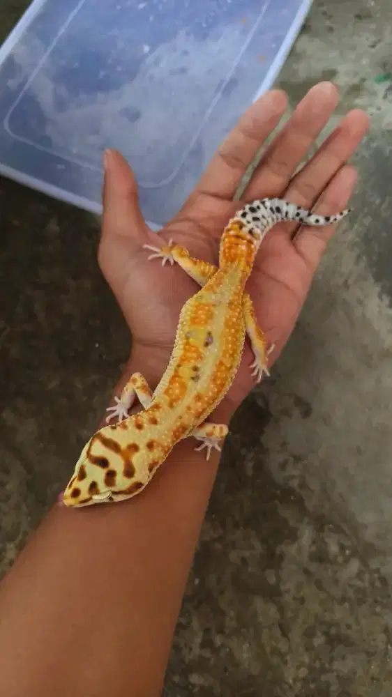 [2]Emerine Jungle - Jantan Jumbo