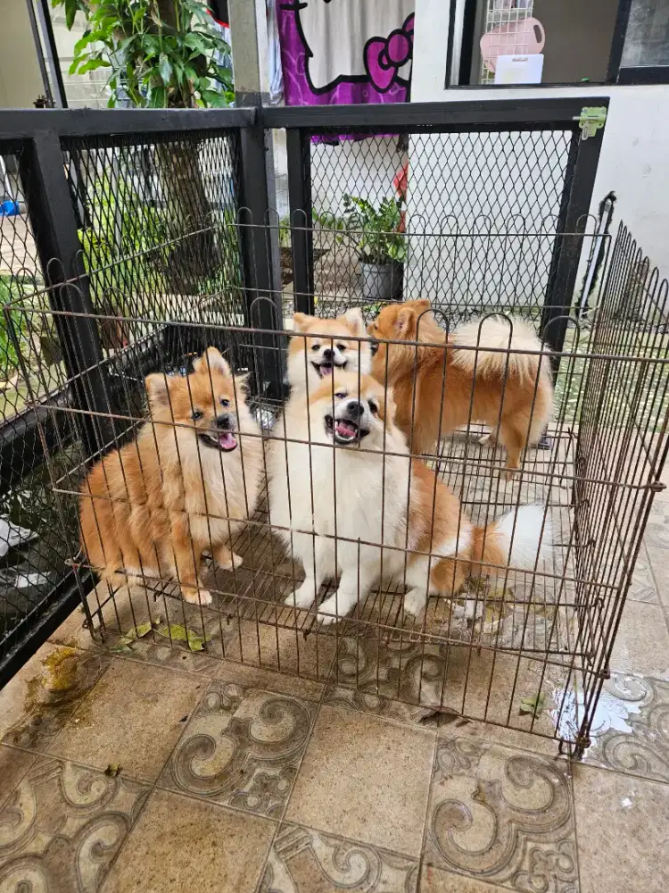 Mini Pom jantan betina