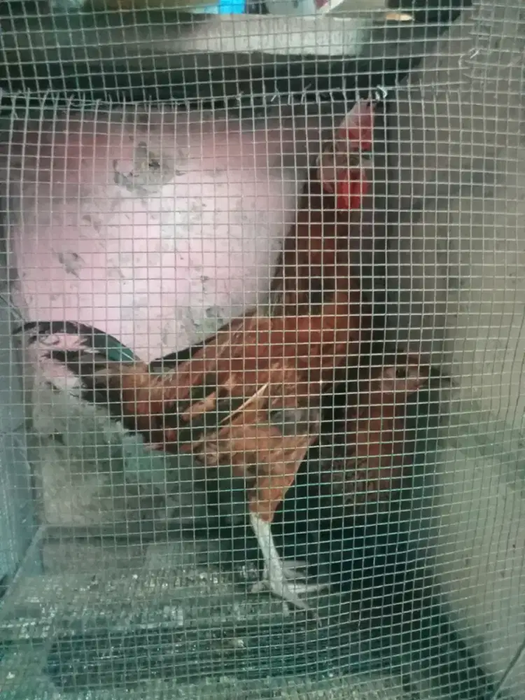 Jual ayam kampung KUB sepasang