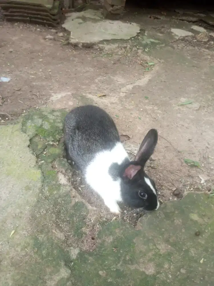 Jual anakan kelinci lokal dari usia 1-2 bulan