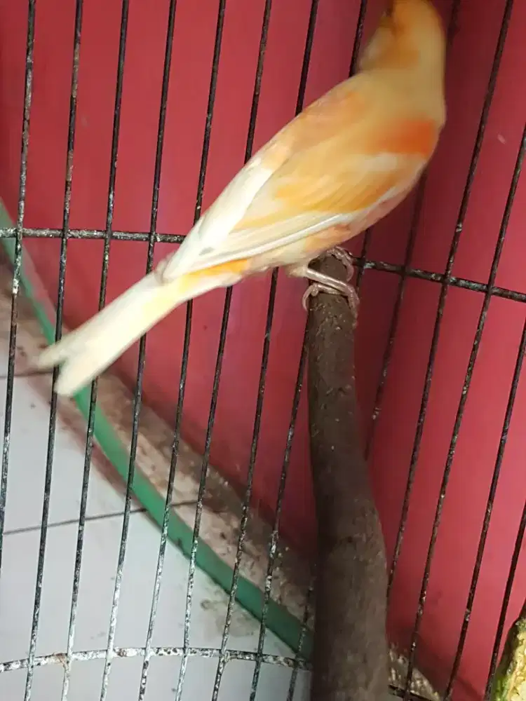 Kenari oren gacor pool