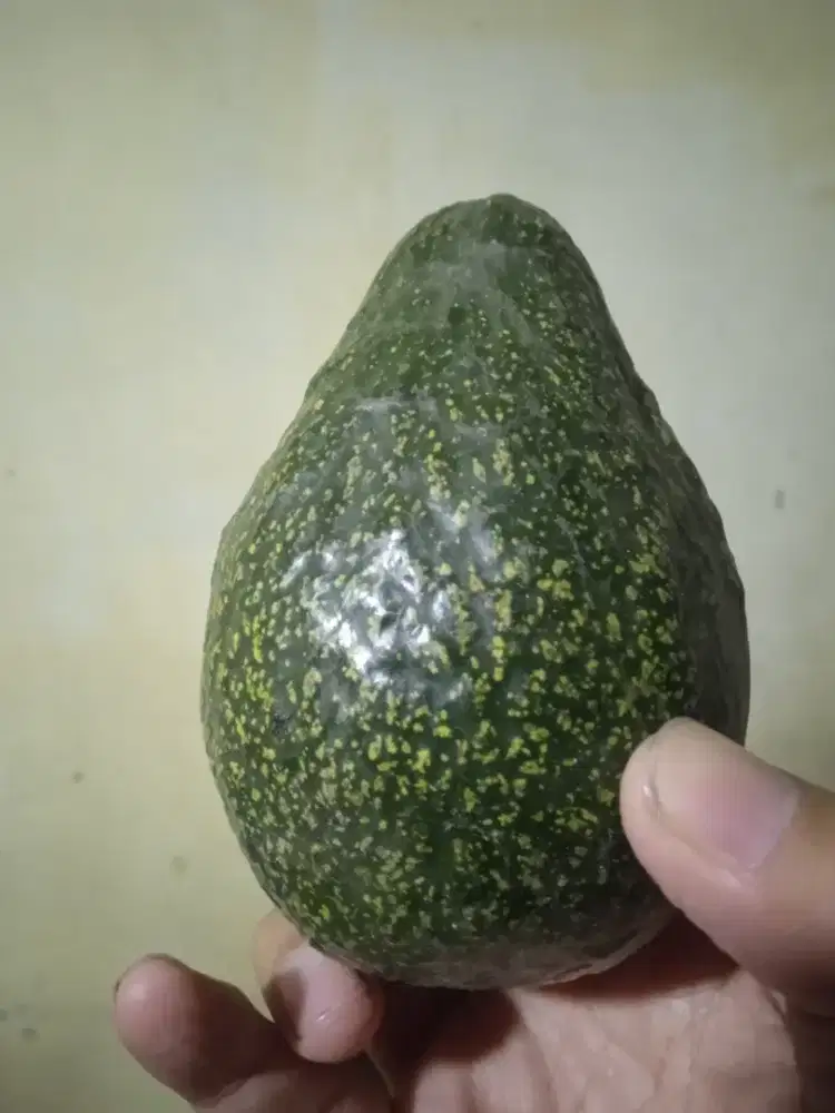 Jual alpukat mentega