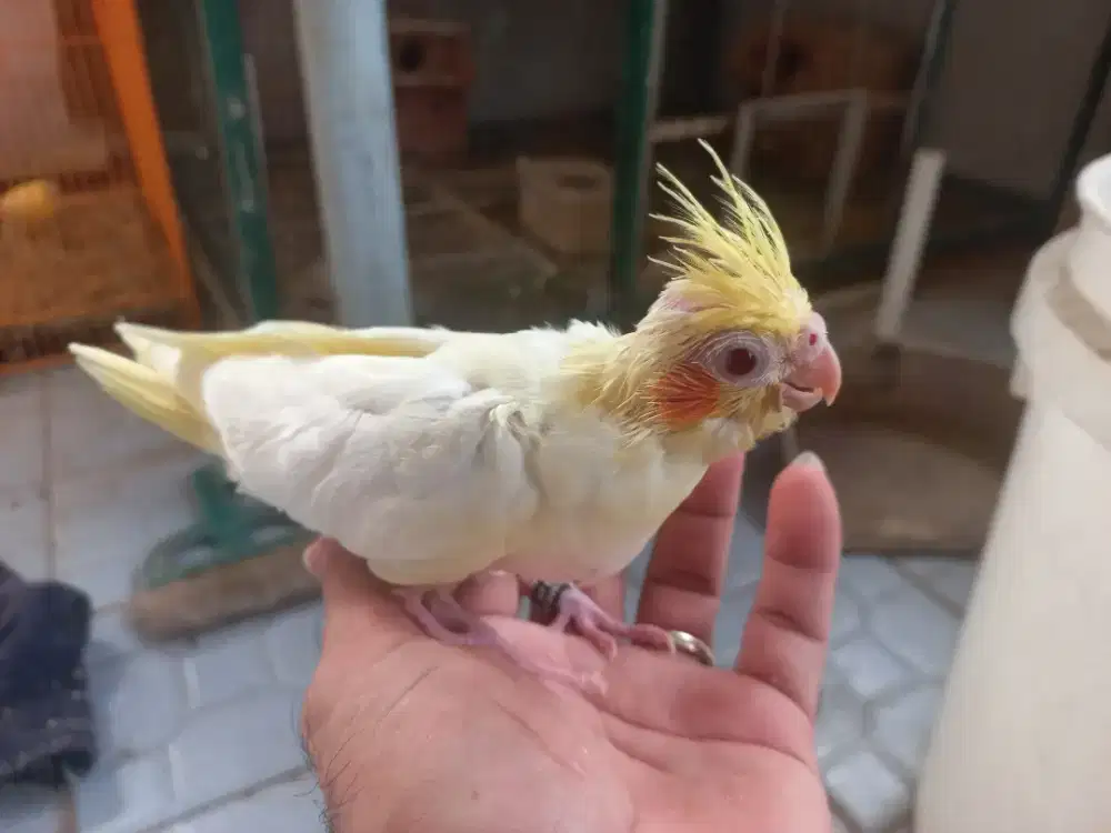 Baby falk lolohan jinak