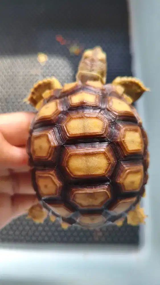 jual bu sulcata 9cm up