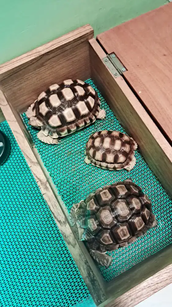 G ada perawatnya Kura kura kesayangan satuan atau borongan bonus banyk