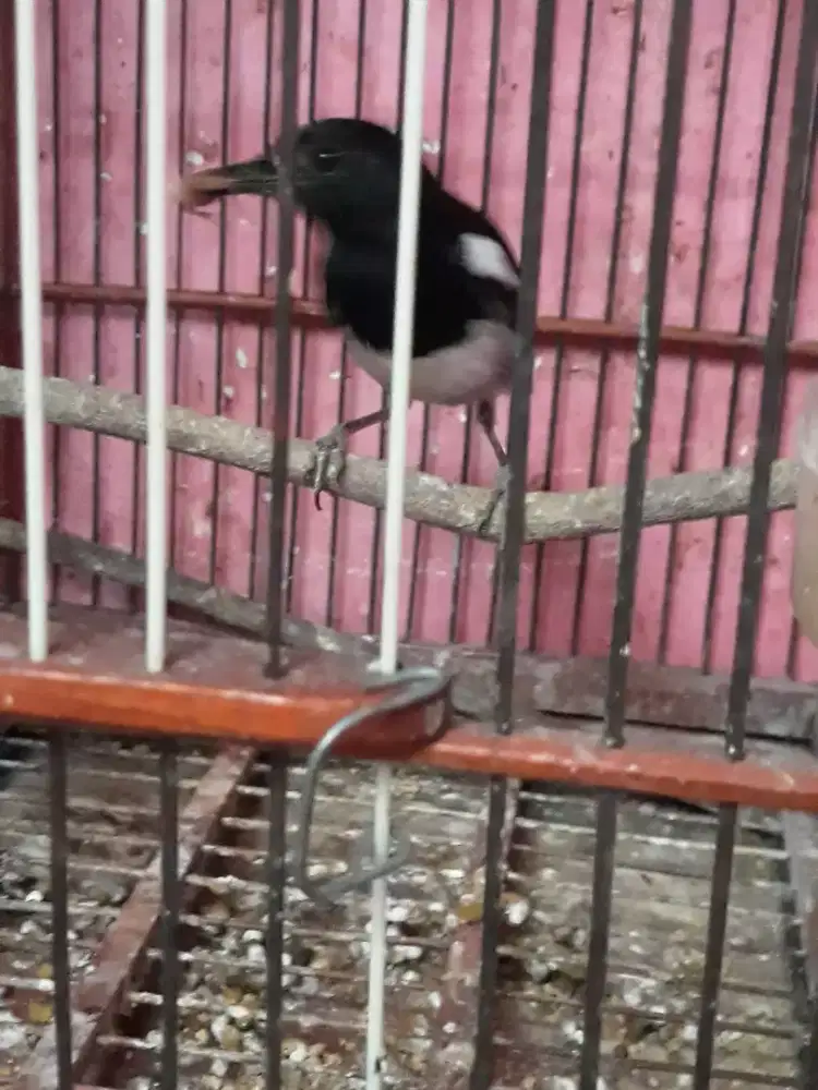 kacer rawatan mulus pur total