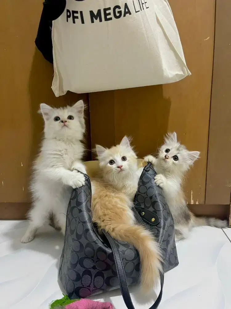 Kucing persia medium & munchskin kaki pendek