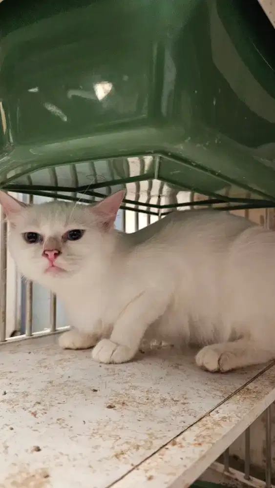 DIJUAL KUCING PERSIA WARNA PUTIH