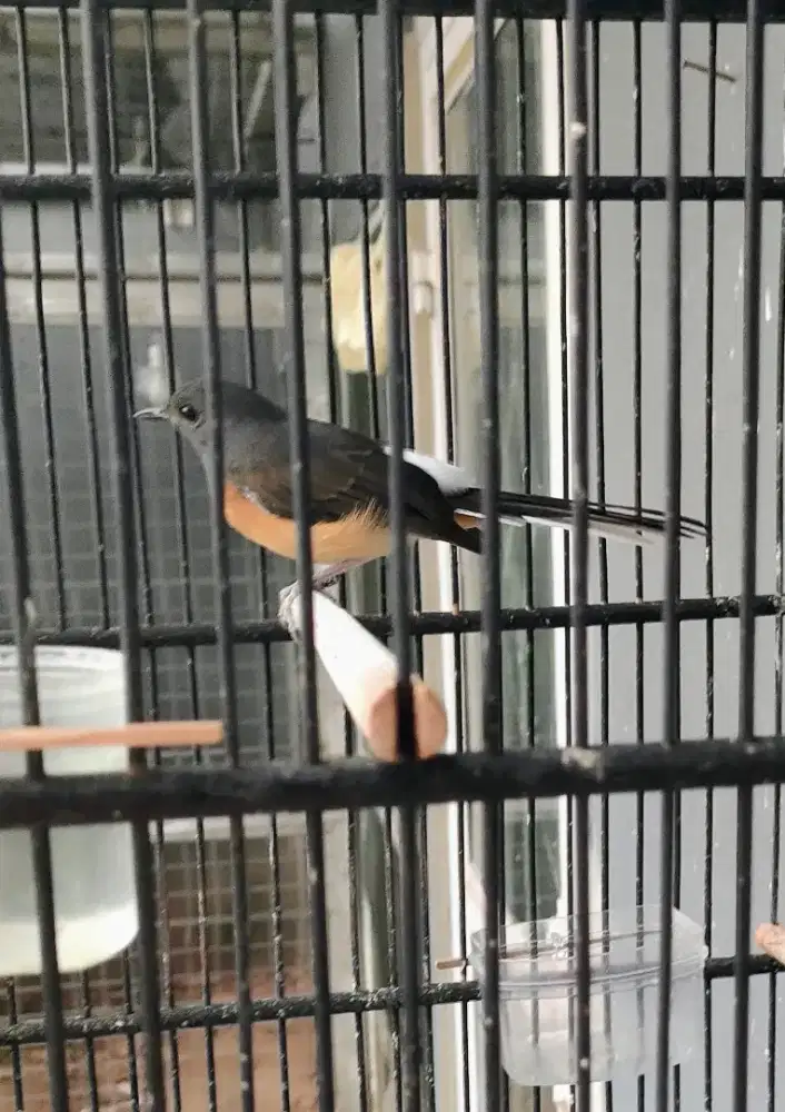 Murai Betina Trotol Dan Pastol Trah Ekor panjang