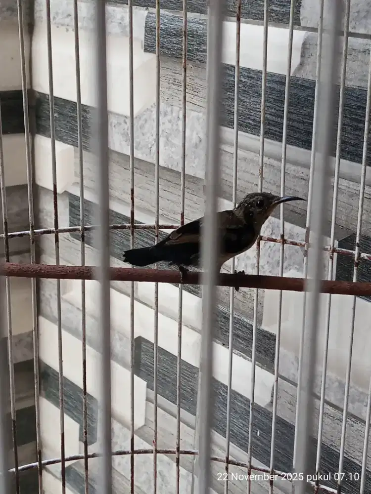 Burung kolibri ninja konin