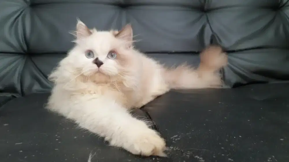 Jumat Berkah, Kitten Ragdoll PuRe Non Pedigree