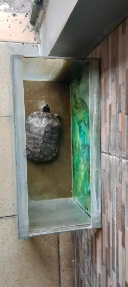 Di jual kura - Kura peliharaan dari kecil