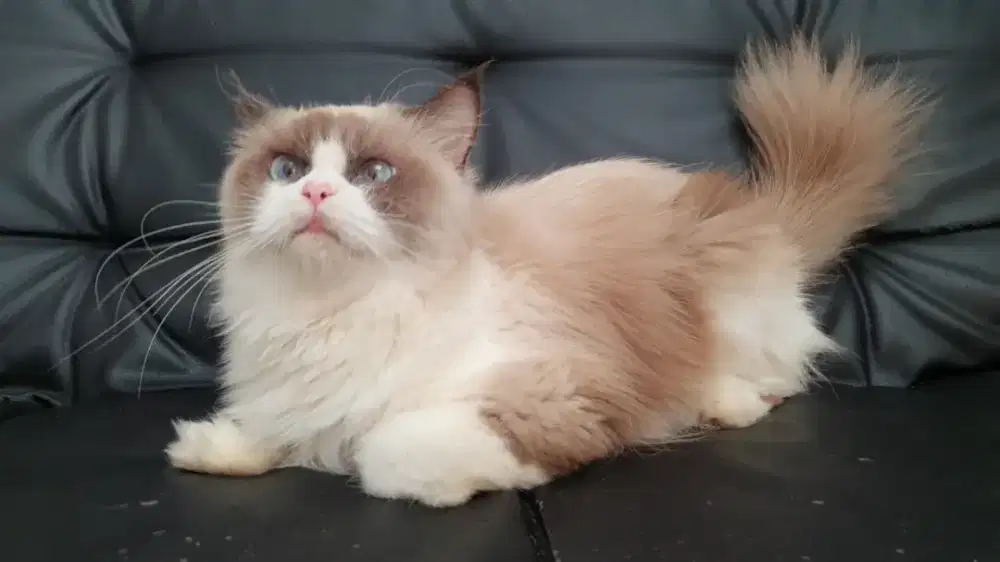 Ragdoll betina Dewasa Proven