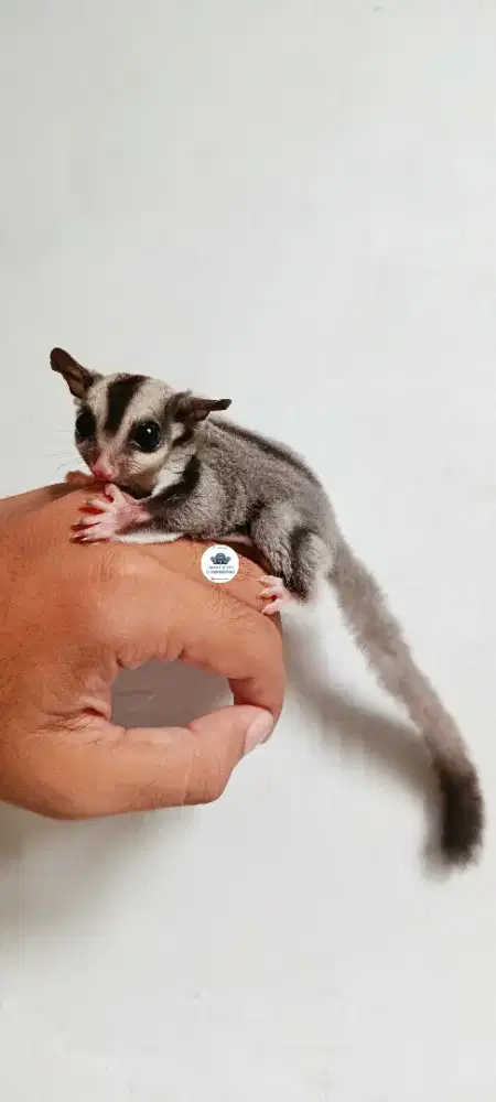 Sugar glider classic grey betina