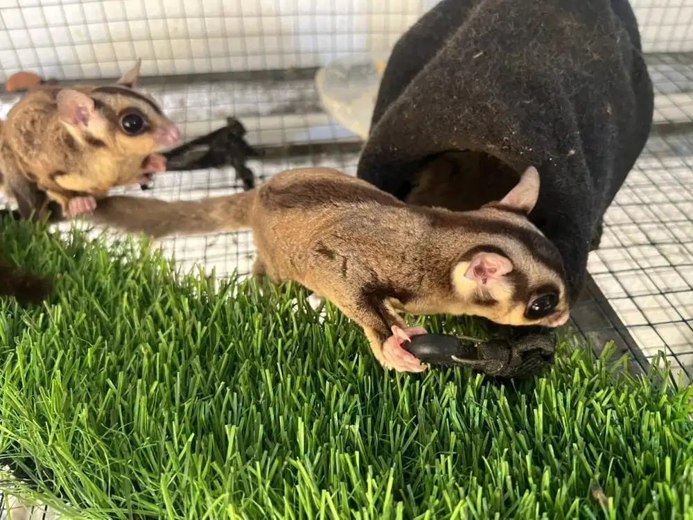 Sugar glider 3 ekor