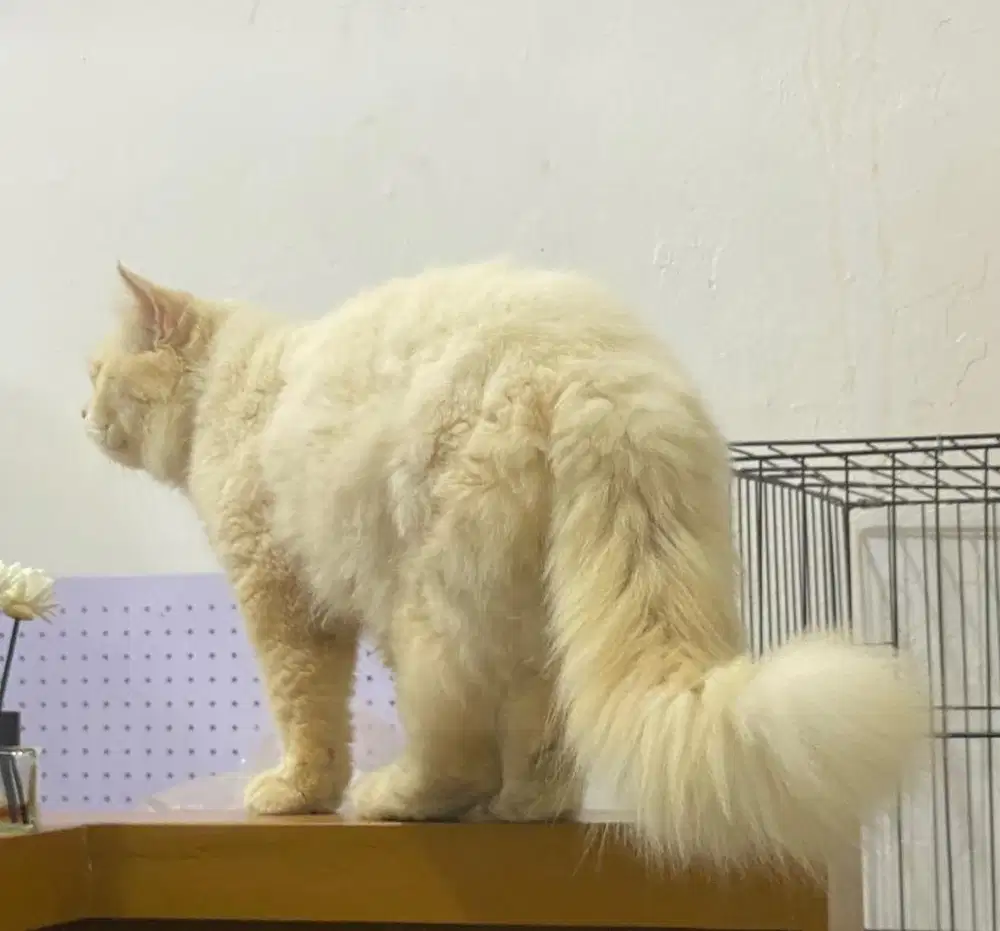 Kucing Persia Jantan