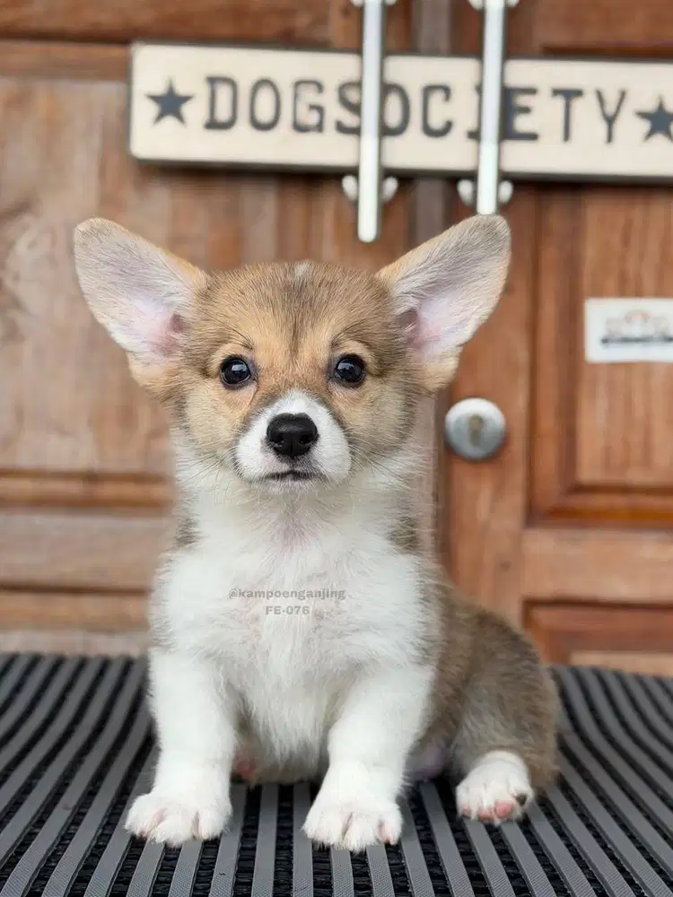 Pembroke Welsh Corgi, Puppy Ceria dan Menggemaskan!