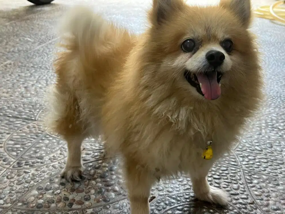 Mini pom lincah dan baik