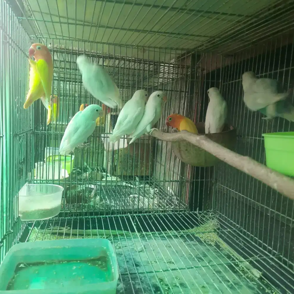 Lovebird usia paud sehat bagus