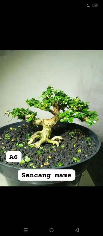 Bonsai untuk hiasan