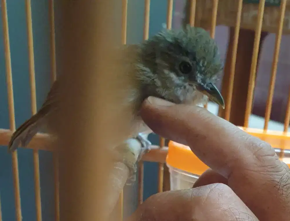 P3landuk s3mak muda jinak total bunyi