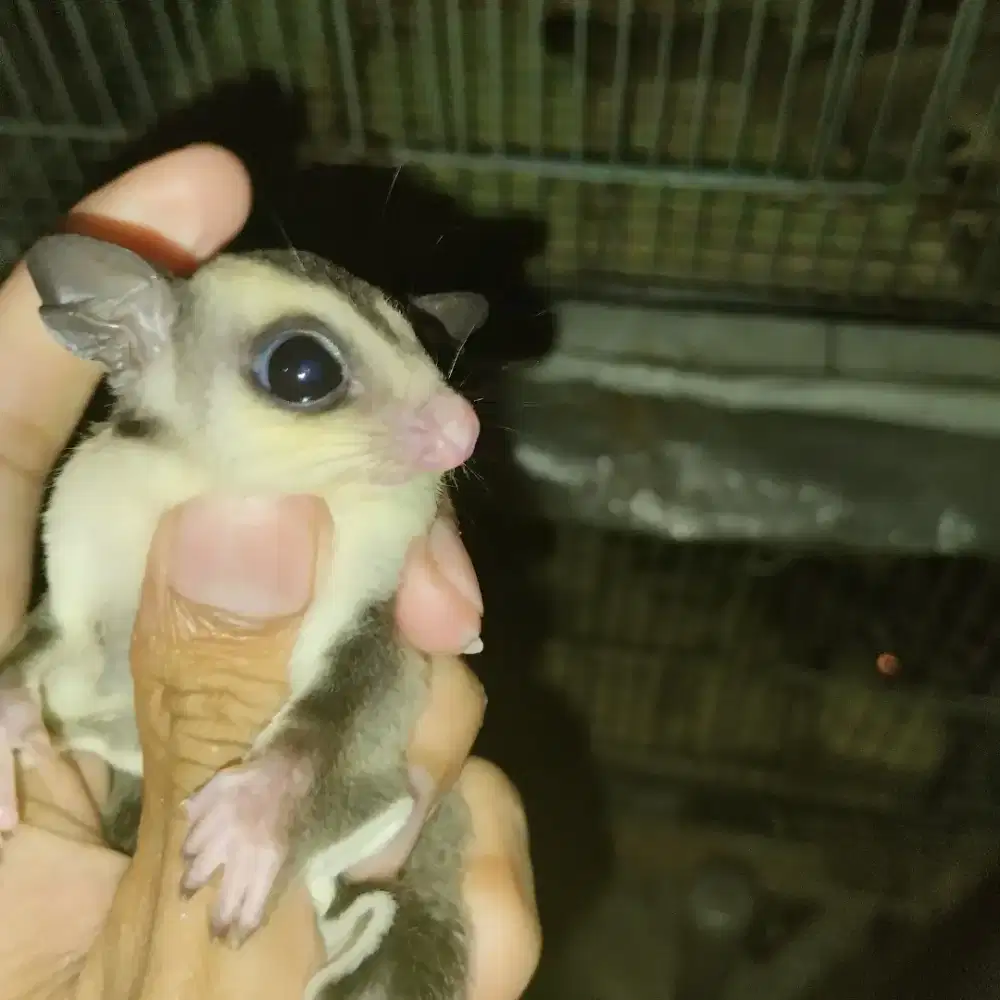 baby sugar glider