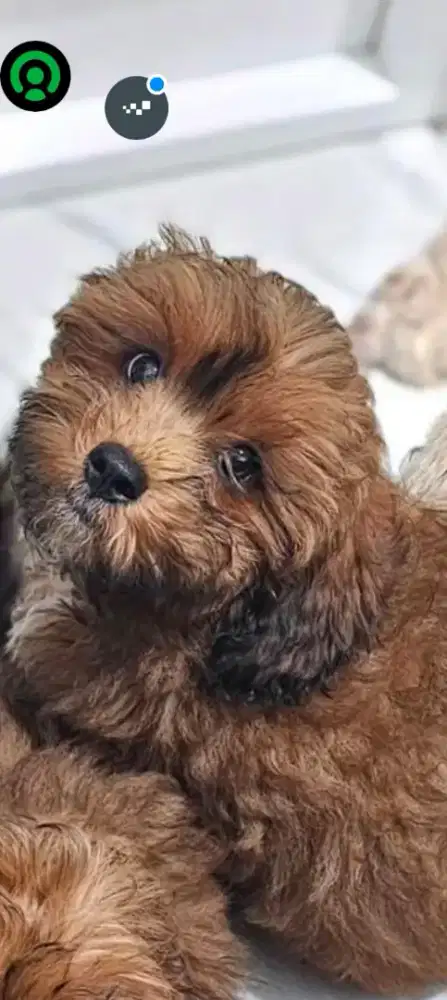 Maltipo all male obat cacing d vit size super mini