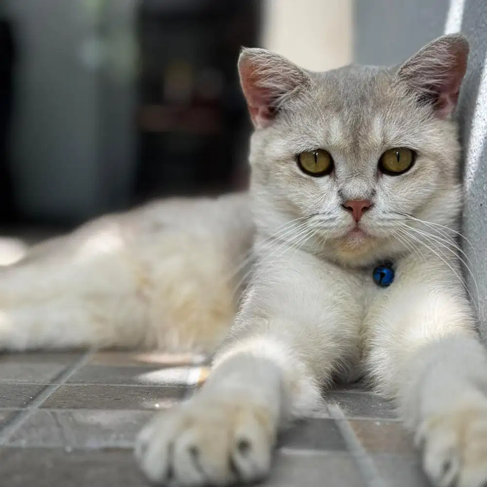 KUCING BSH GOLDEN PED