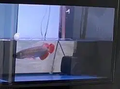 Arwana super red 25 cm minat wa