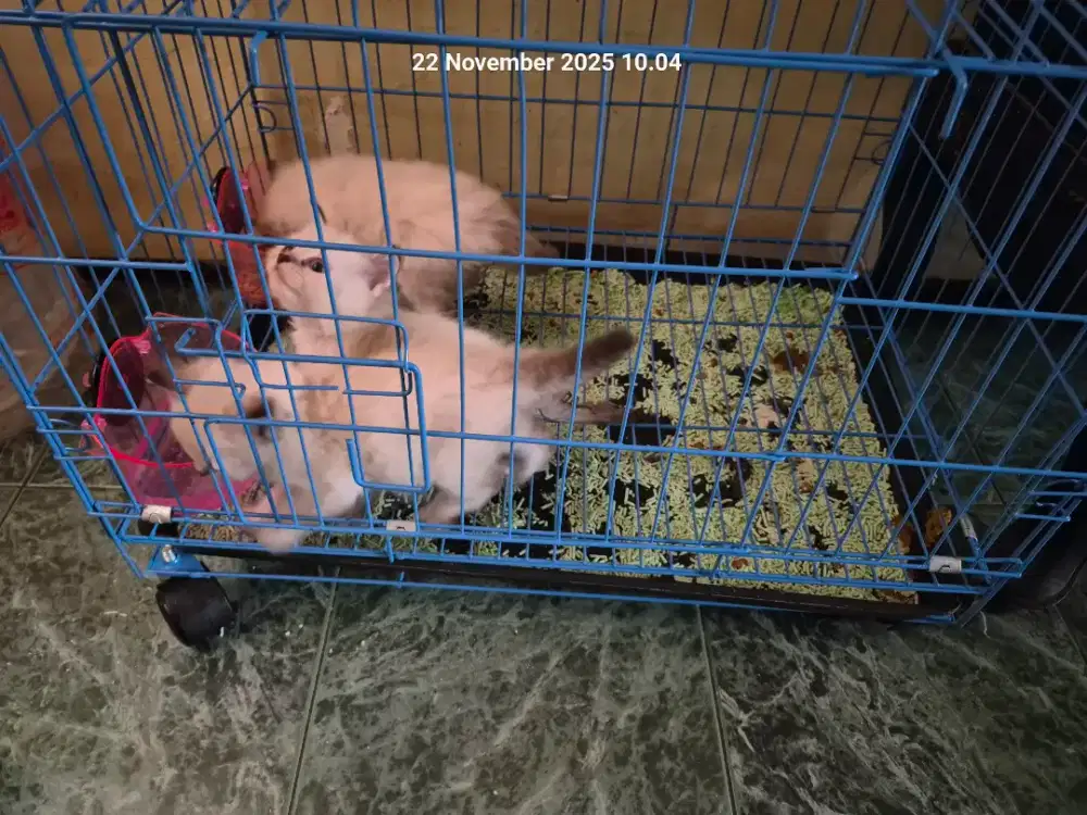 Open Adop Kucing Anggora Jenis Siam Himalaya