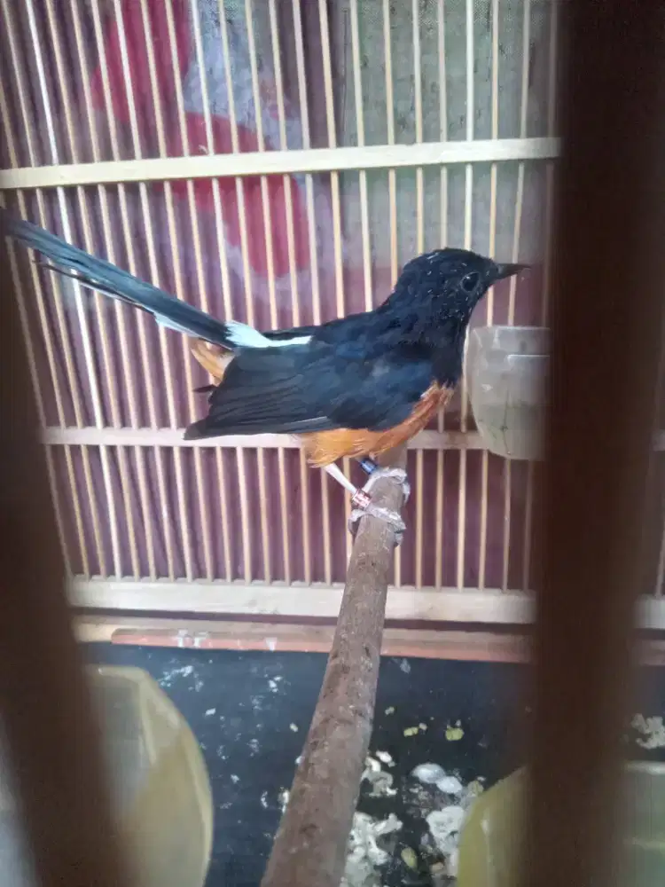 Murai mapan non kembung