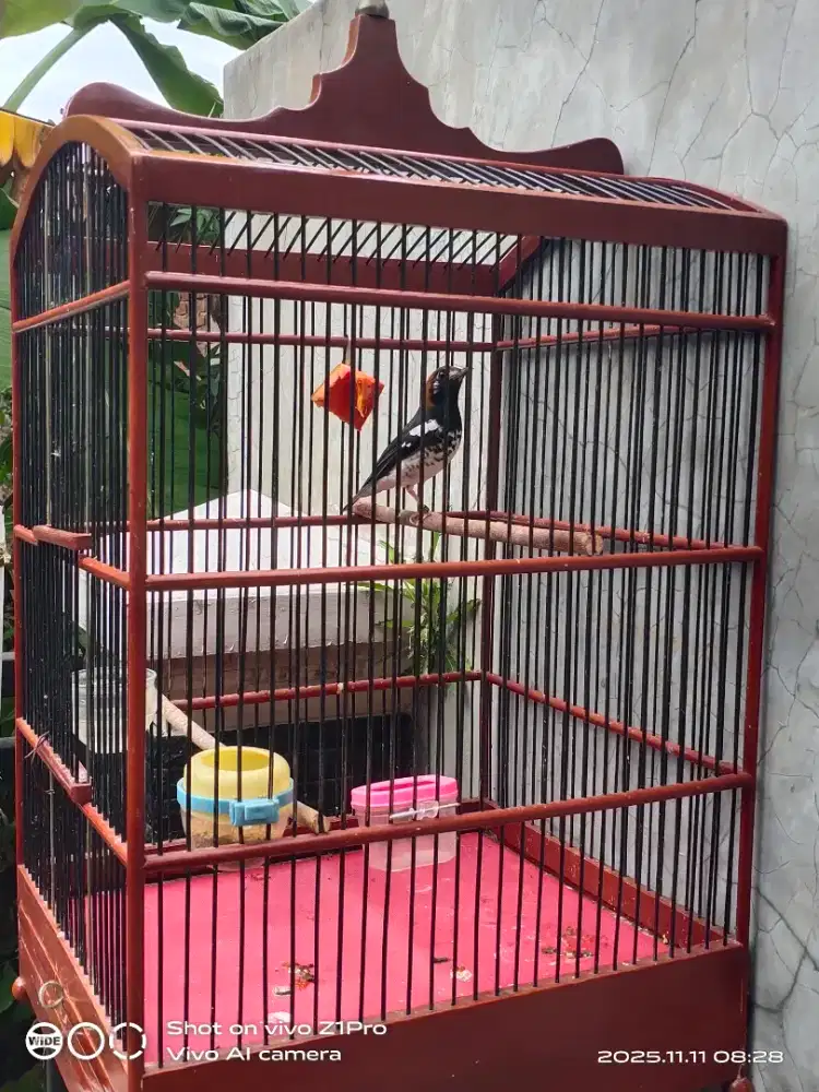 JUAAl ANIS KEMBANG  plong