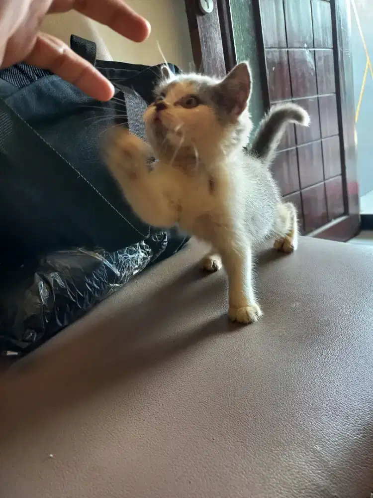 Kitten BSH Bluewhite Parent Ped WCF