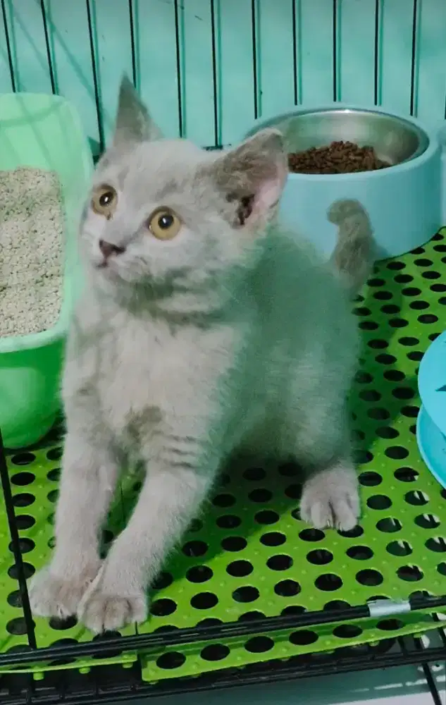 British lilac 3 bulan female