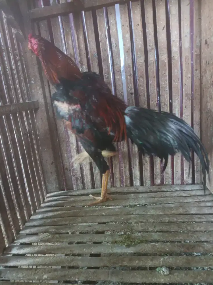 Jual ayam f1 import