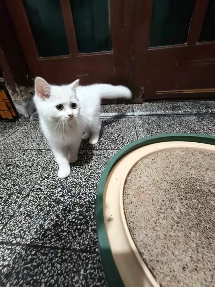 KITTEN BSH WHITE SOLID