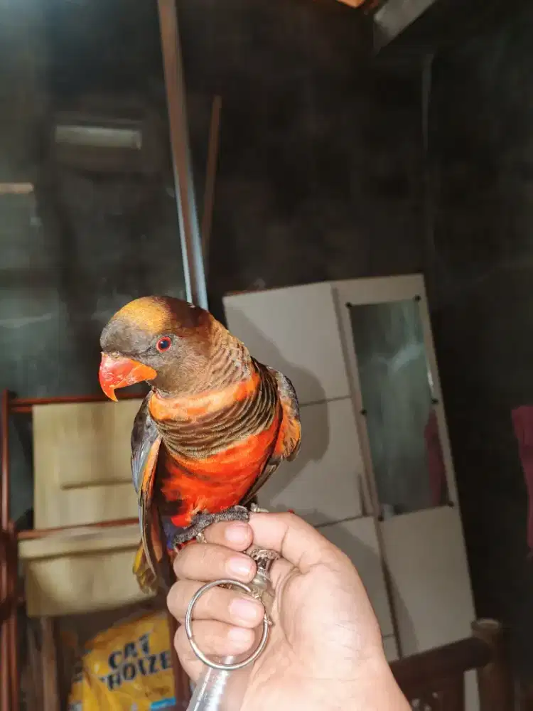 Burung parkit belang jinak