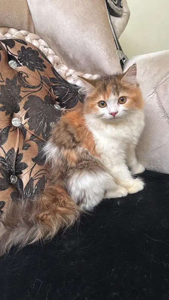 Flatnose anakan peaknose + maincoone